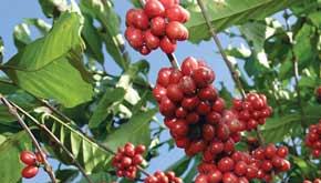Extremo sul baiano torna-se novo polo de produção de café robusta
