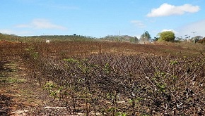 Preço do café conilon bate recordes e acirra disputa na indústria