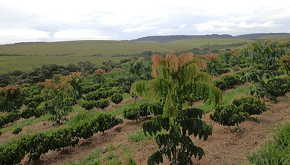 Renda de cafezais cresceu 38%, diz estudo.